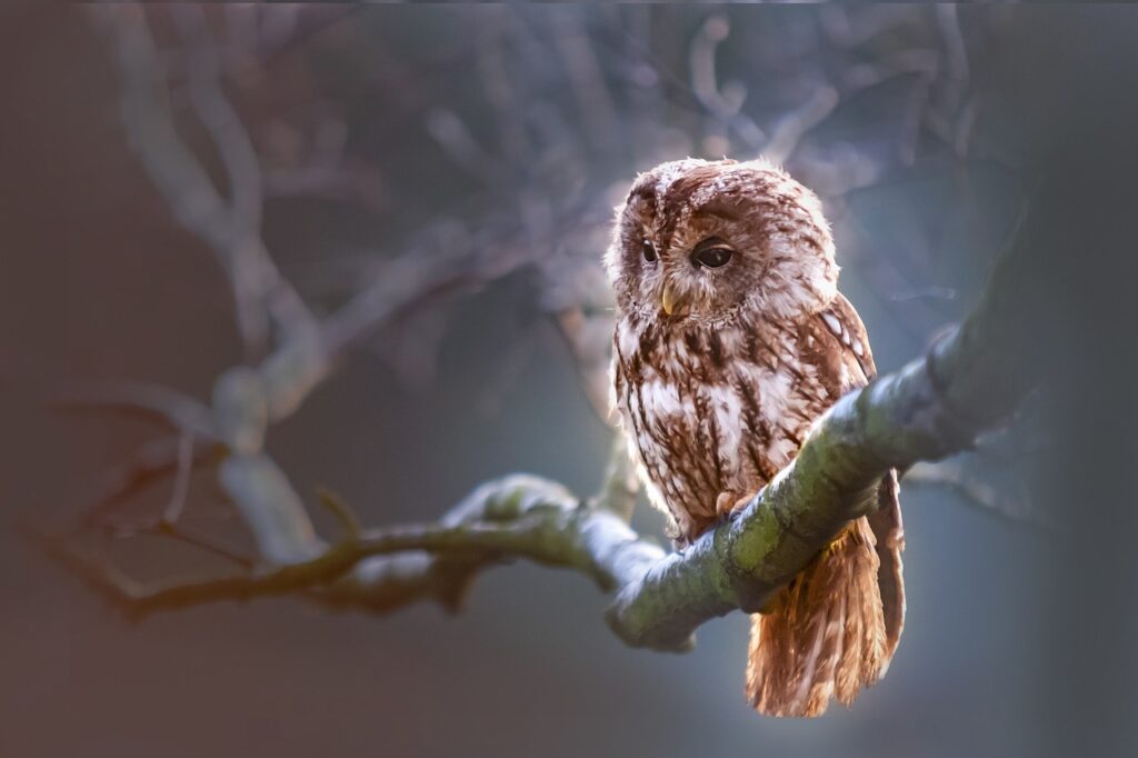 owl, bird, predator, branch, nature, owl, owl, owl, owl, owl, bird